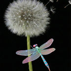 Kit DIY d’Insecte Libellule 3D